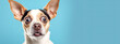  A startled dog with large, expressive ears and wide, surprised eyes against a blue background.