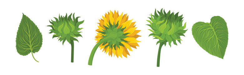 Wall Mural - Sunflower Large Head with Green Stem and Leaf Vector Set