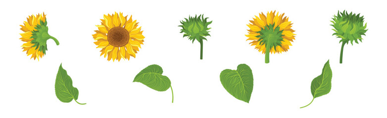 Wall Mural - Sunflower Large Head with Green Stem and Leaf Vector Set