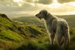 Wolfhound dog standing on top of green hill in Ireland. Irish hound. Freedom, travel, adventure concept. Beautiful landscape with copy space