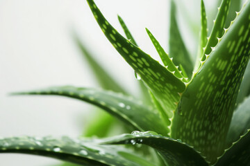 Wall Mural - Fresh leaves of aloe vera plant. Natural organic cosmetics and herbal medicine. Natural extract for skin care