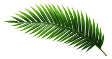 Tropical Green Palm Leaf Cut Out
