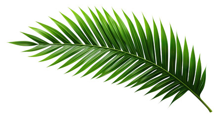 tropical green palm leaf cut out