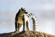 Ring-tailed Lemur In Natural Habitat. Madagascar