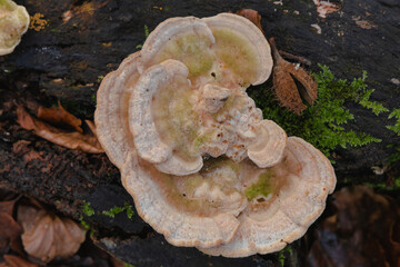 closeup of mushrooms on a tree trunk in a forest