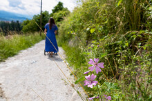 Woman With Baby Carriage On Hiking Trail To Piramida (Pyramid Hill) In Maribor, Slovenia, Europe. Natural Beauty Featuring Vineyards And Field Of Pink Flowers And Green Grass