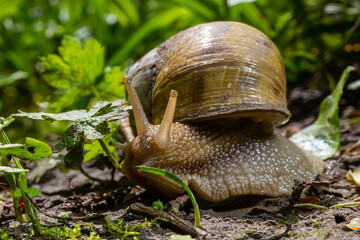 Wall Mural - Helix pomatia also Roman snail, Burgundy snail, edible snail or escargot, is a species of large, edible, air-breathing land snail, a terrestrial pulmonate gastropod mollusk in the family Helicidae