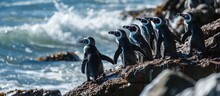 Breeding Black-footed Penguins In Their Hide On A Rocky Beach At Betty's Bay.