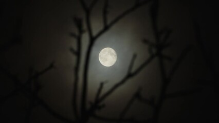 Wall Mural - Full moon in the branches of a tree without leaves, a dark cloudy night has an spooky feeling like thriller and horror films. Real shooting through a telephoto lens. Soft selective focus