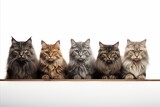 Fototapeta  - Various cat breeds   big and small   on white background with copy space   high quality studio shot