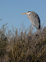 Canvas Print - Grey heron, Ardea cinerea,