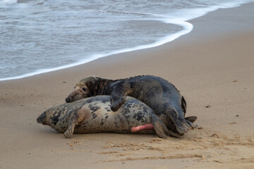 male and female atlantic seal mating during breeding season on the beach