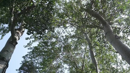 Wall Mural - tree in the forest