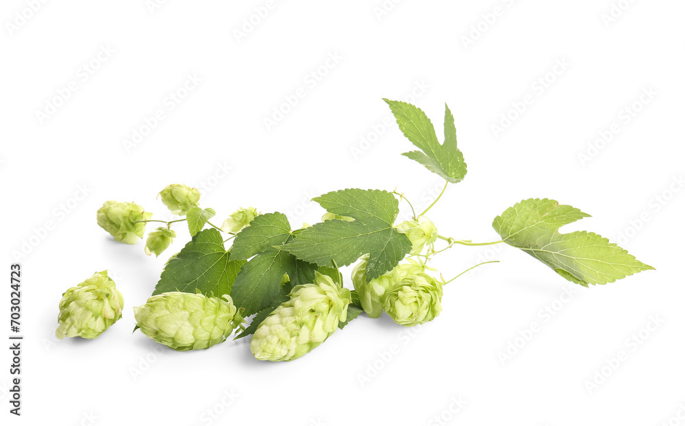 Fresh hops and leaves on white background
