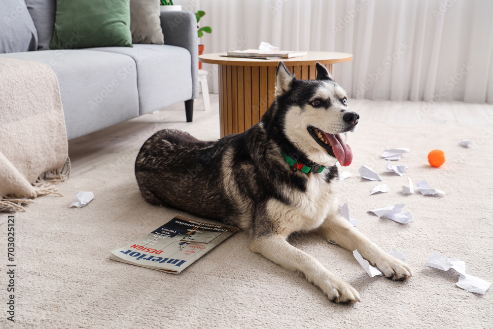 Naughty Husky dog with torn paper in living room