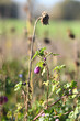 Selective focus shot of purple mallow in the field in Meerbusch, Germany