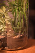 A glass jar holding plants and dirt with an outside light shining in