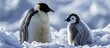 Two nearby Emperor Penguin offspring