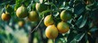 Pomelo tree with fruit