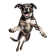 Jack russell terrier puppy jumping isolated on white, transparent background