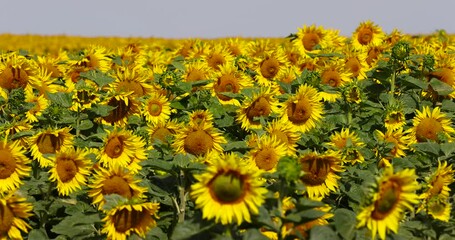 Wall Mural - yellow sunflowers during flowering, a field with sunflowers during flowering and pollination by insect bees