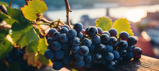 Wall Mural - Sunlit vineyard with lush grapevines and rolling hills, ideal for wine product showcasing and events