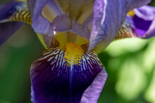 Looking Inside The Iris Petals