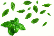 Fresh Flying Green Basil Leaves Herb Spice In White Background 