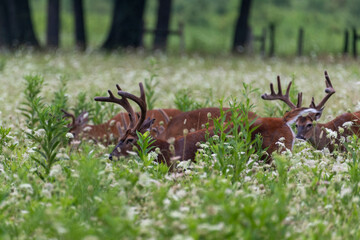 Wall Mural - During the early spring, the pedicles grow two little stubs of bone wrapped in sensitive skin called velvet. 