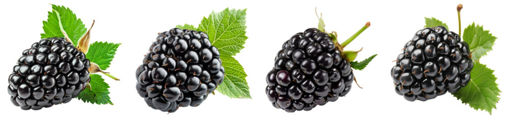 Wall Mural - Collection of blackberry fruits, transparent PNG