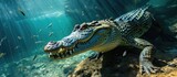 Fototapeta  - The world's biggest living crocodile, the Saltwater Crocodile, is hunting fish.