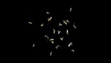 Swarm Of Bees - 3d Render Looped With Alpha Channel.