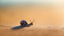The Minimalist Beauty Of A Tiny Snail Making Its Way Across A Plain, Textured Surface.