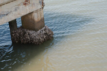 Oysters On The Piling Corner Of A Concrete Pier In Florida. Sunny Day With Calm Water And Shadows.