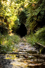 Abandoned train tunnel in the forest