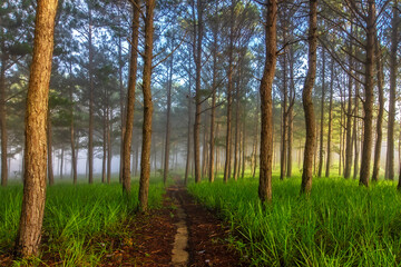 Beautiful sunny morning in the pine forest in Lam Dong, green lawn, honey sunshine, thin dew covering the forest