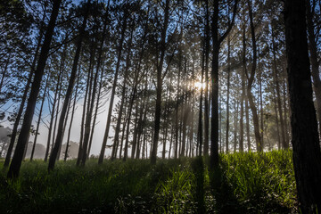 Beautiful sunny morning in the pine forest in Lam Dong, green lawn, honey sunshine, thin dew covering the forest