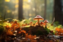 Amanita Muscaria Mushroom Growing On Moss In Autumn Forest, Mushroom In Autumn HD 8K Wallpaper Stock Photographic Image, AI Generated
