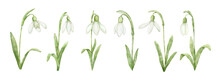 Set Of Watercolor Spring Flowers Snowdrops. Hand Painted Floral Drawing Isolated On White.