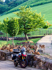 Wall Mural - 大型バイクと奈良公園の鹿