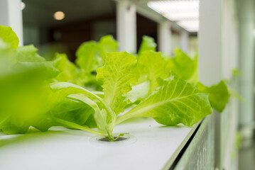 Wall Mural - Hydroponics rack for water field with vegetables growing in greenhouse