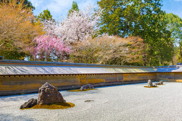 Wall Mural - Ryoanji Temple in Kyoto, Japan is the site of Japan's most famous rock garden and beautiful cherry blossom in spring time