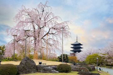 Wall Mural - Toji Temple in Kyoto, Japan during beautiful full bloom cherry blossom season