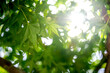 緑のモミジ　初夏の季節のイメージ