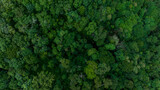 Fototapeta Las - Aerial top view of green forest tree, Tropical rain forest tree ecosystem and healthy environment, Texture and background of green tree forest.