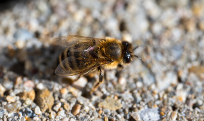 Wall Mural - Detail of a bee on a concrete floor.