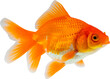 © Kwangmoozaa - Oranda goldfish isolated on white background close up