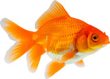 Oranda goldfish isolated on white background close up
