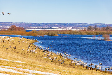 Poster - Flock of Cranes on a field by a flooded river in early spring