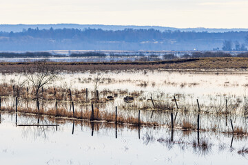 Poster - Meadow landscape that is flooded by the springflod